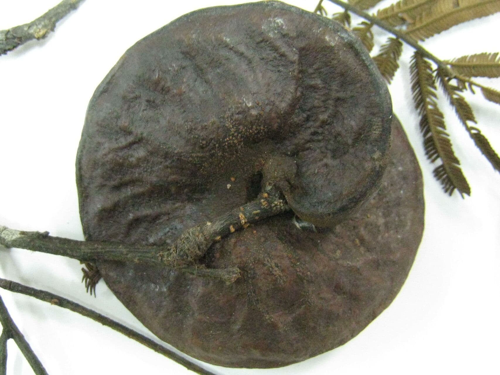 Enterolobium 11