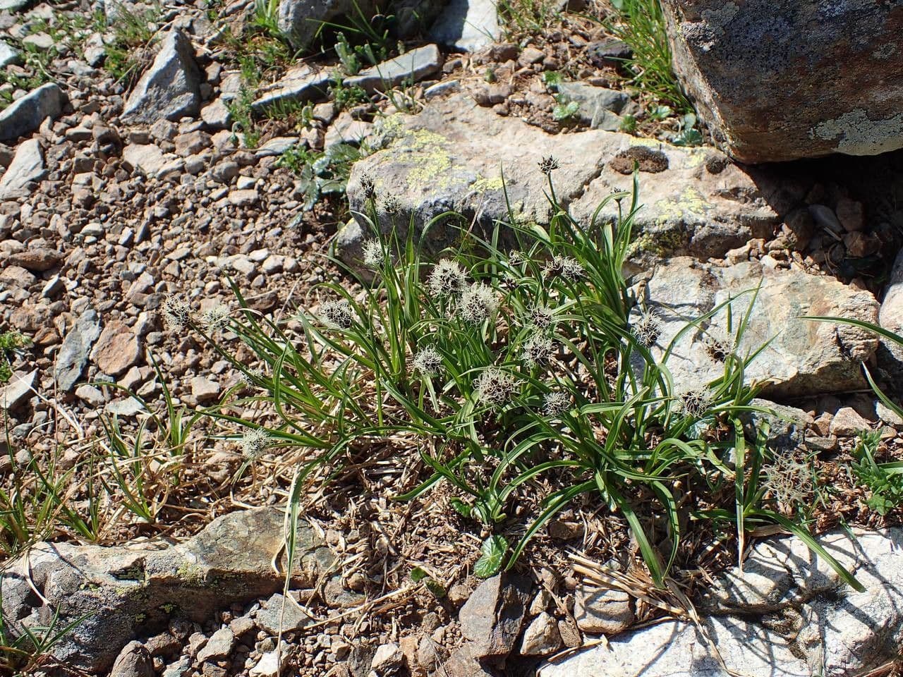 Stinking sedge 14
