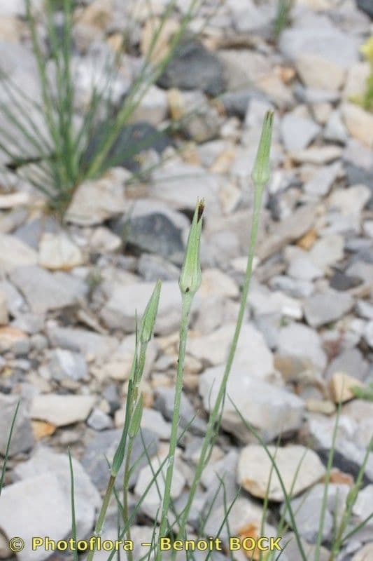 Třapatka Crocus 25