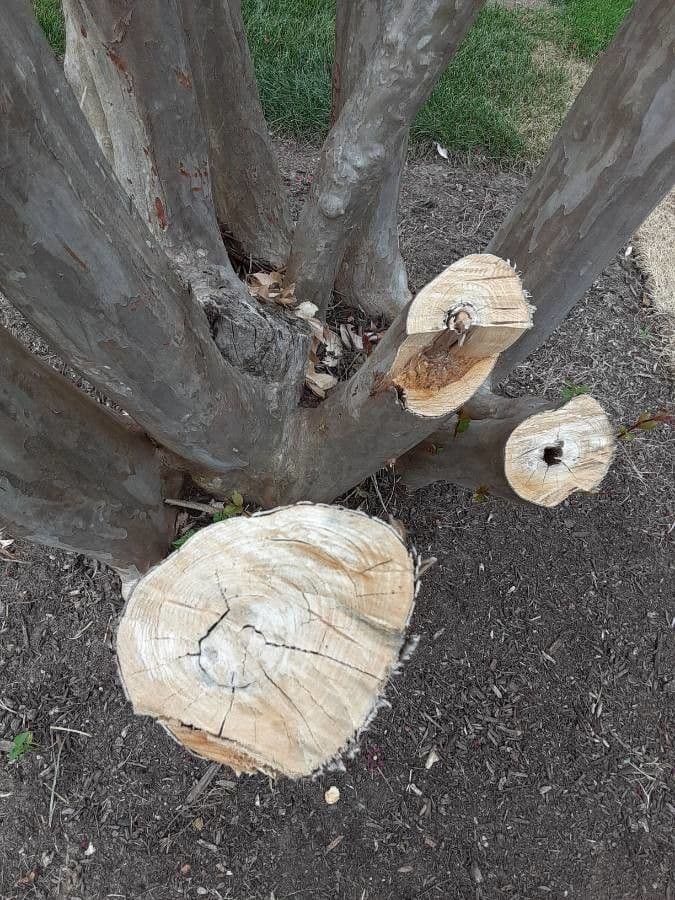 Lagerstroemia 29
