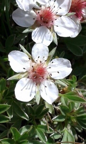 Potentilla lucida 8