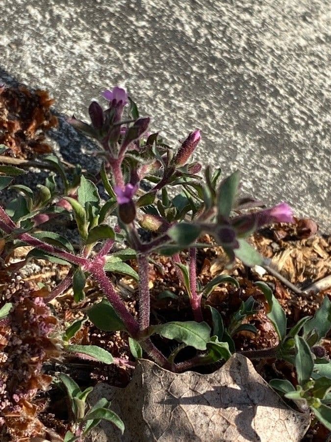 Saponaria rossa 26