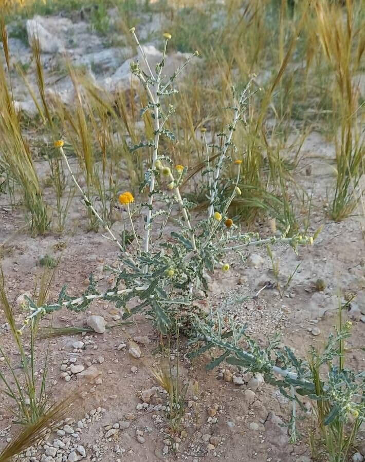 Pulicaria 10