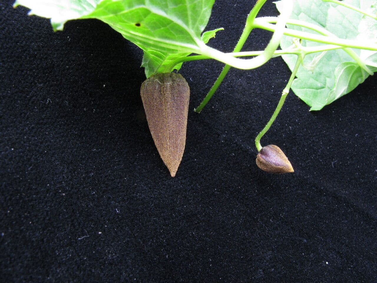 Clematis connata 9