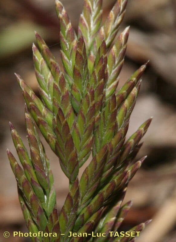 Fienarola compressa