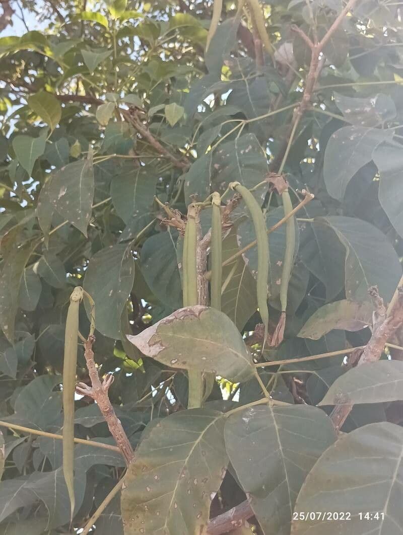 Tabebuia 4