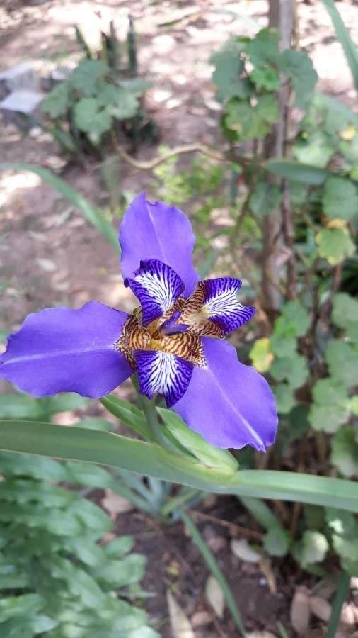 Iris versicolor 3