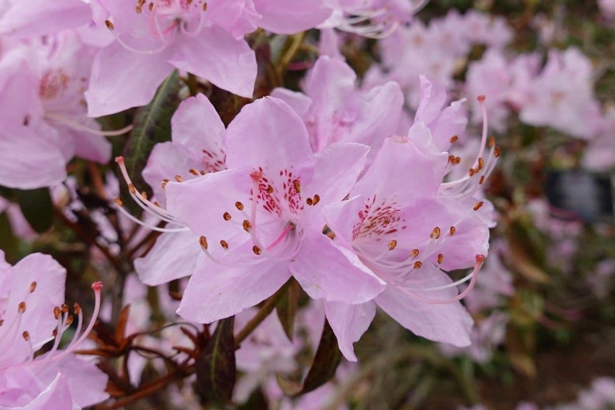 Rododendro 5