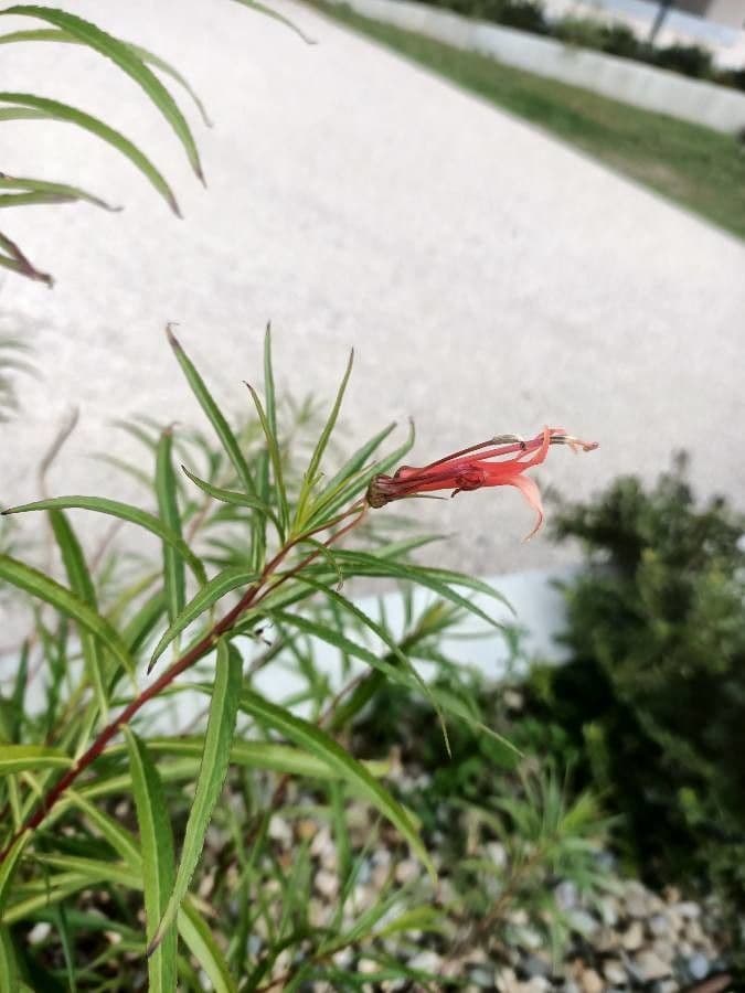 Lobelia lassiflora 4
