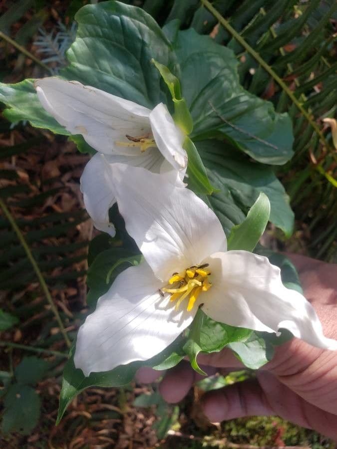 Trillium ovato 6