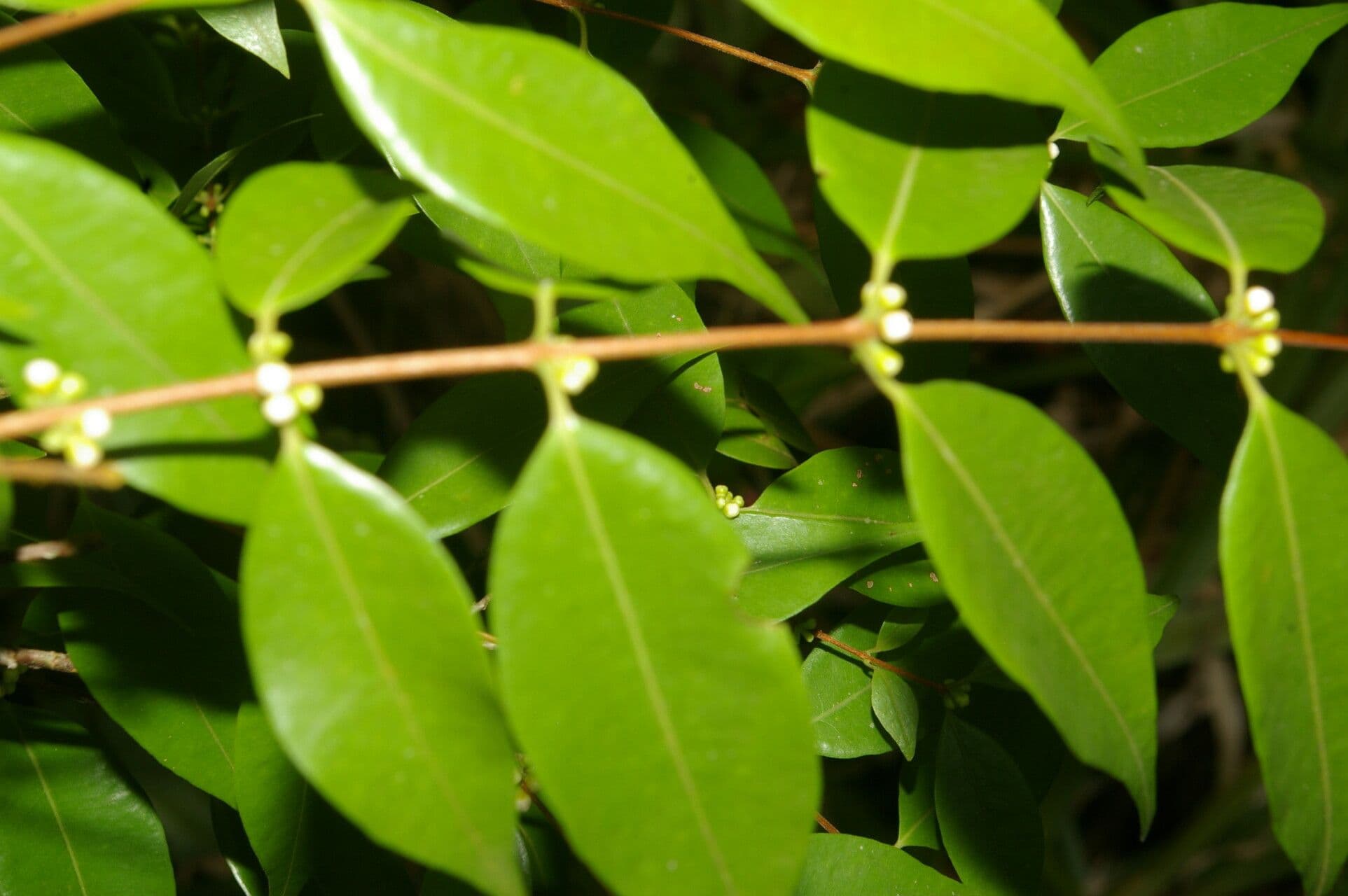 Guayaba de olor 10