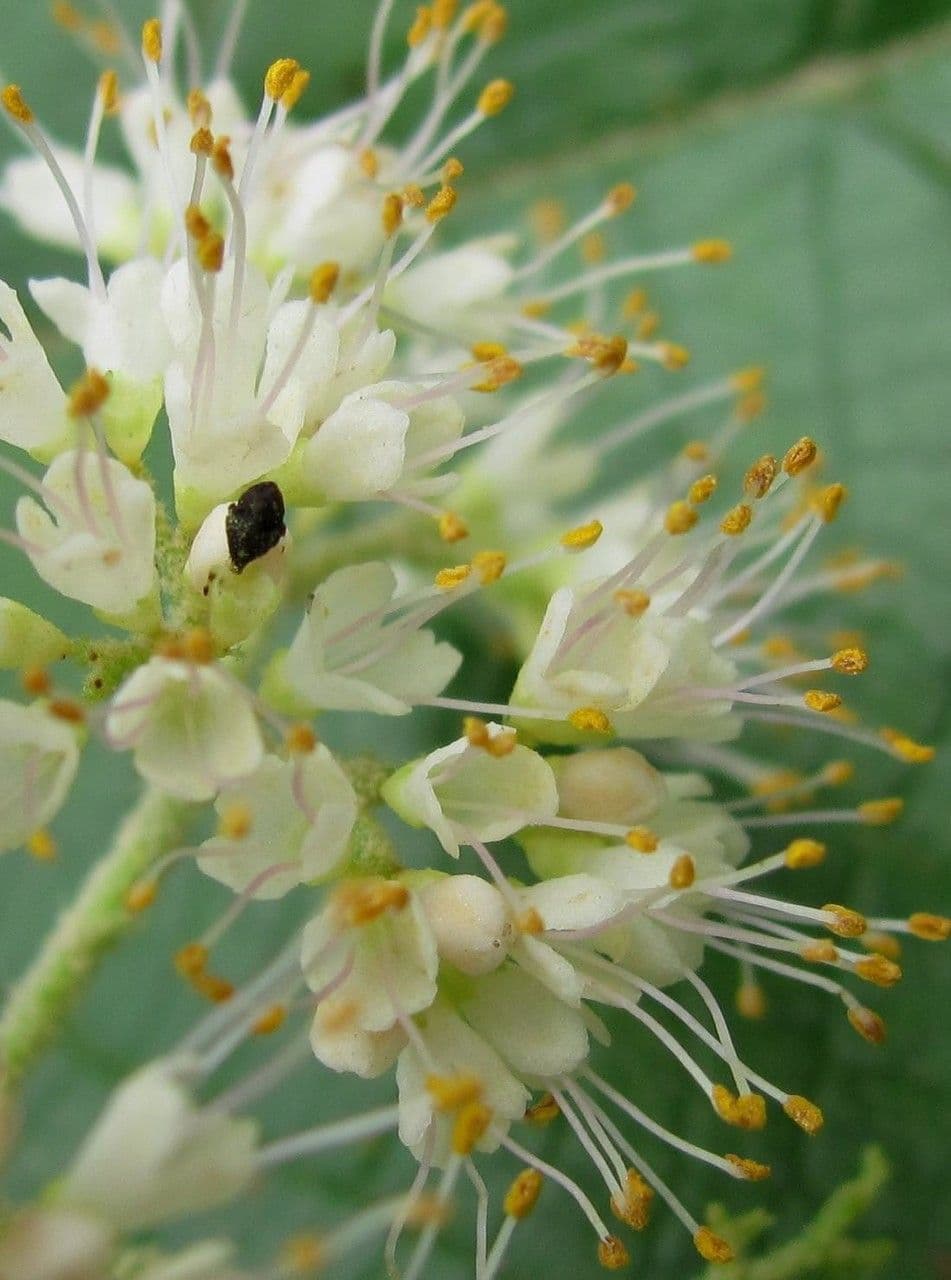 Callicarpa 9