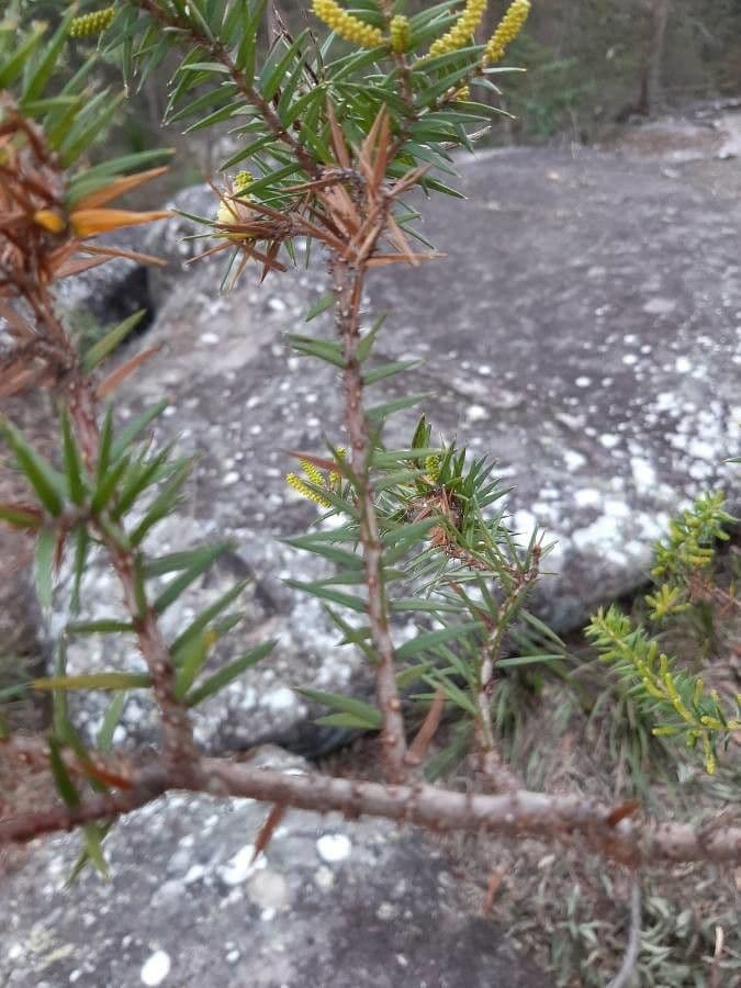Acacia oxycedrus 7