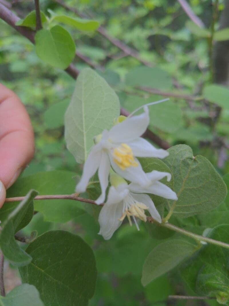 Styrax officinalis 9
