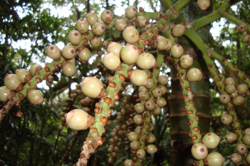 Burretiokentia 2