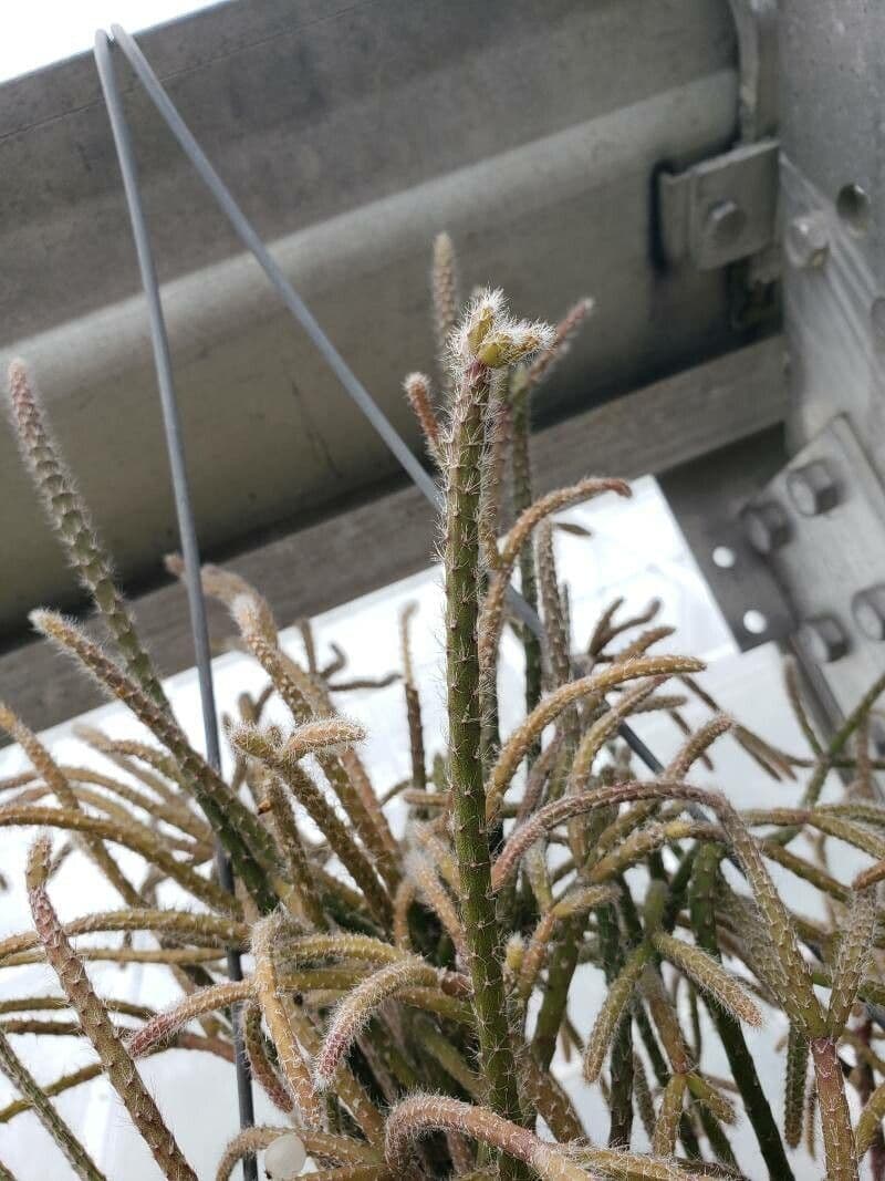 Rhipsalis 7