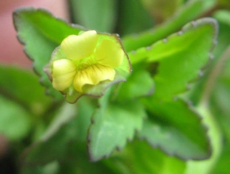Mecardonia procumbens 2