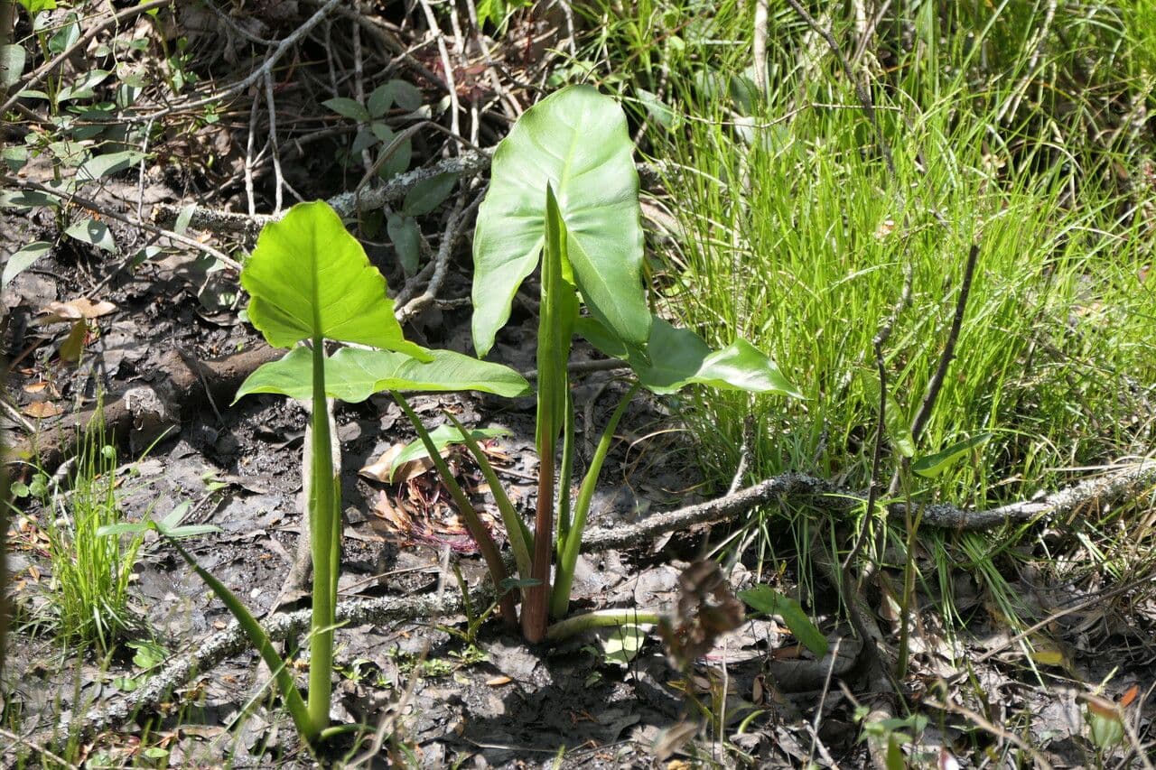 Peltandra della Virginia 10