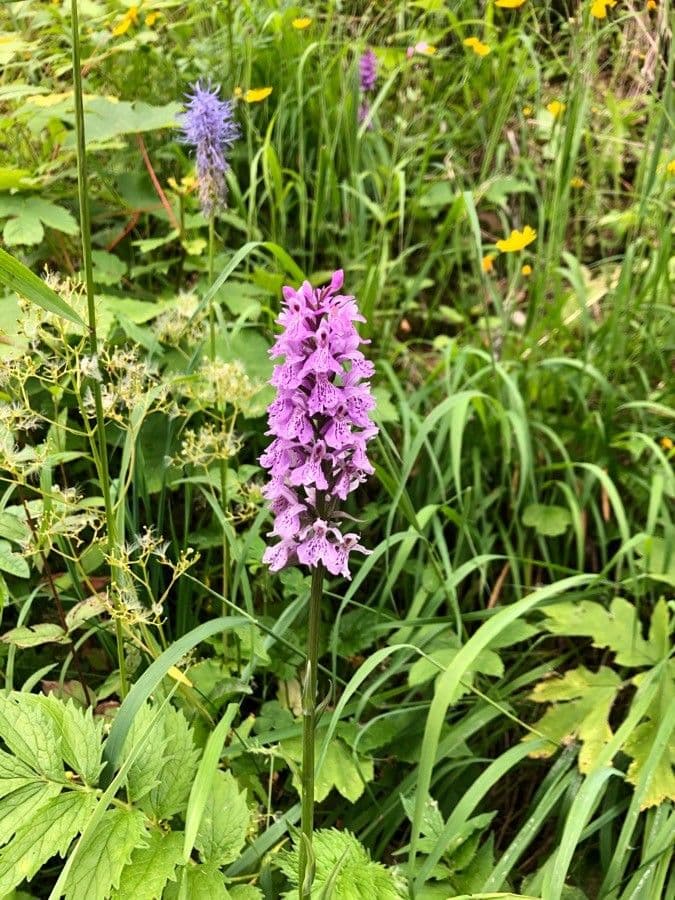 Orchidea di Fuchs 25