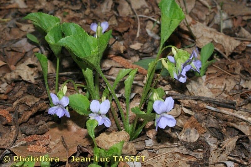 Viola mirabile 12