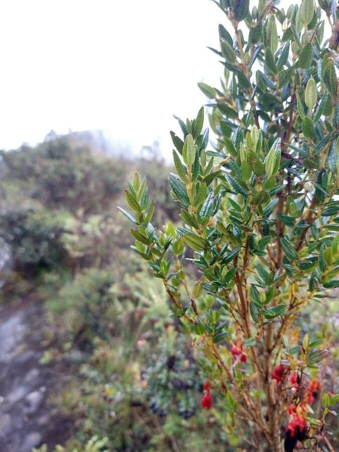 Brachyotum alpino 2
