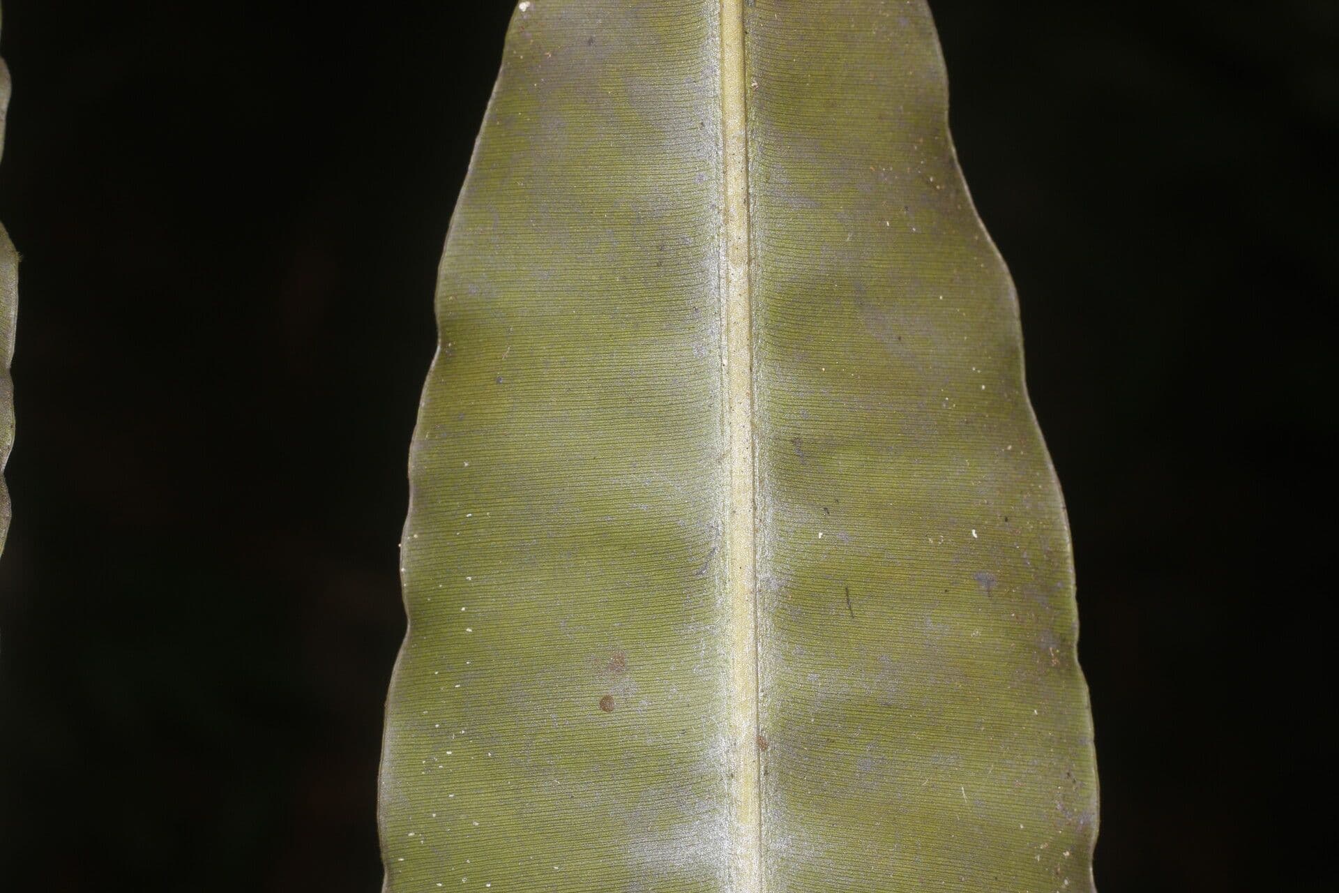 Elvasia 2