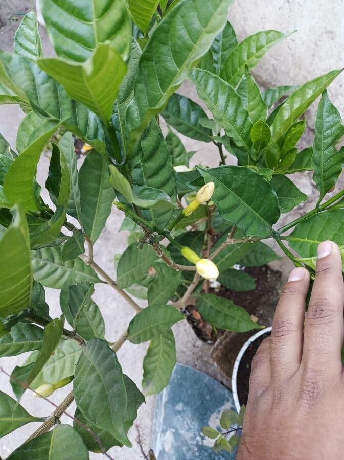 Gardenia 27