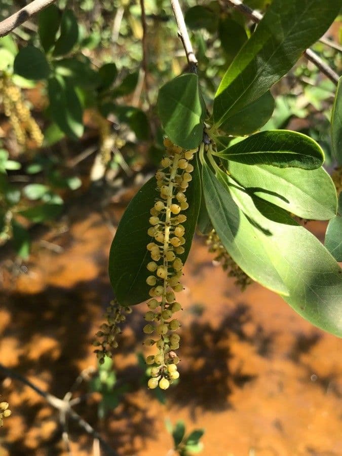 Cyrila 4