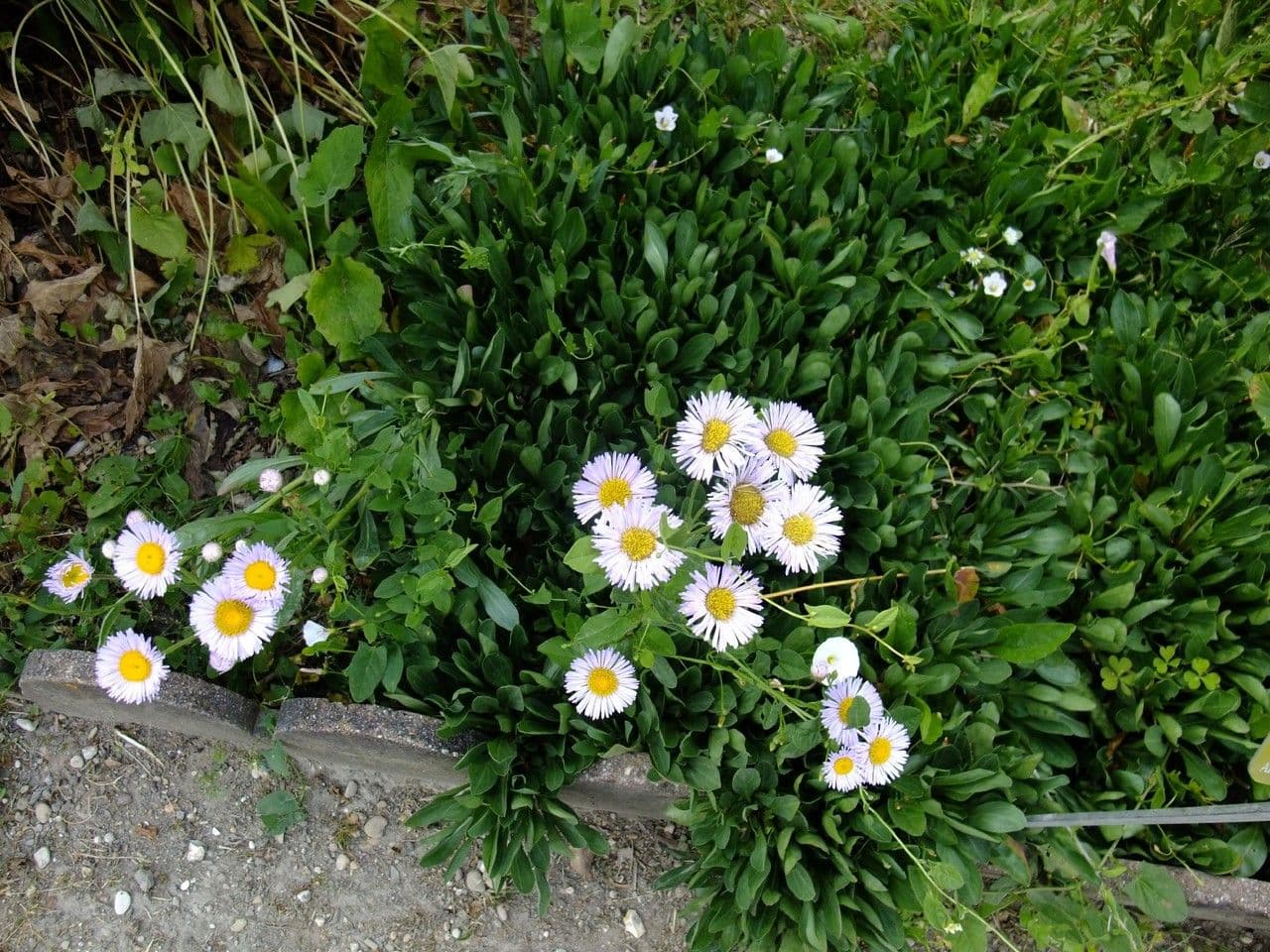 Fleabane 6