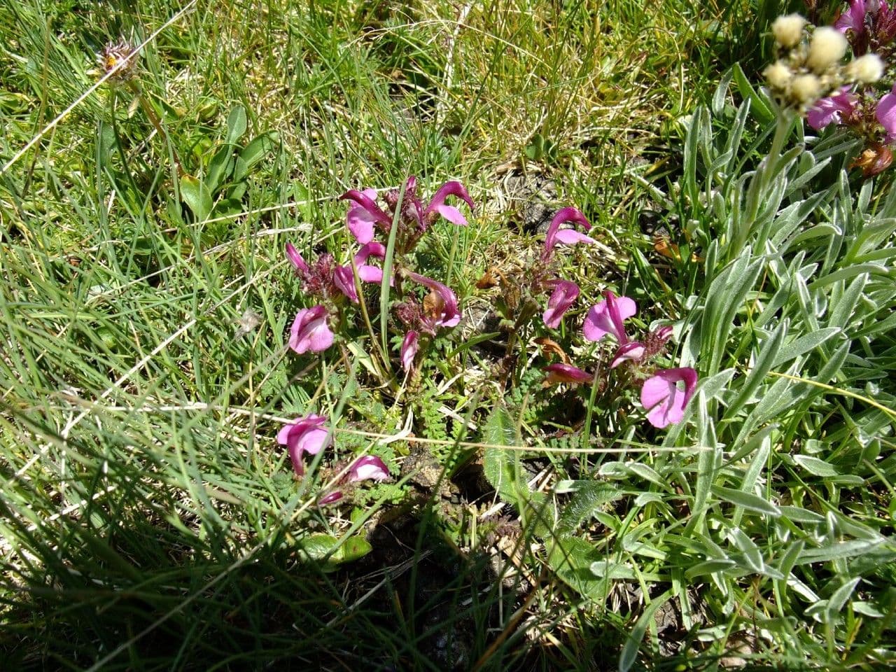 Pedicularis rostratospicata 8