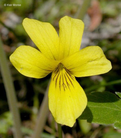 Viola di Shelton 5
