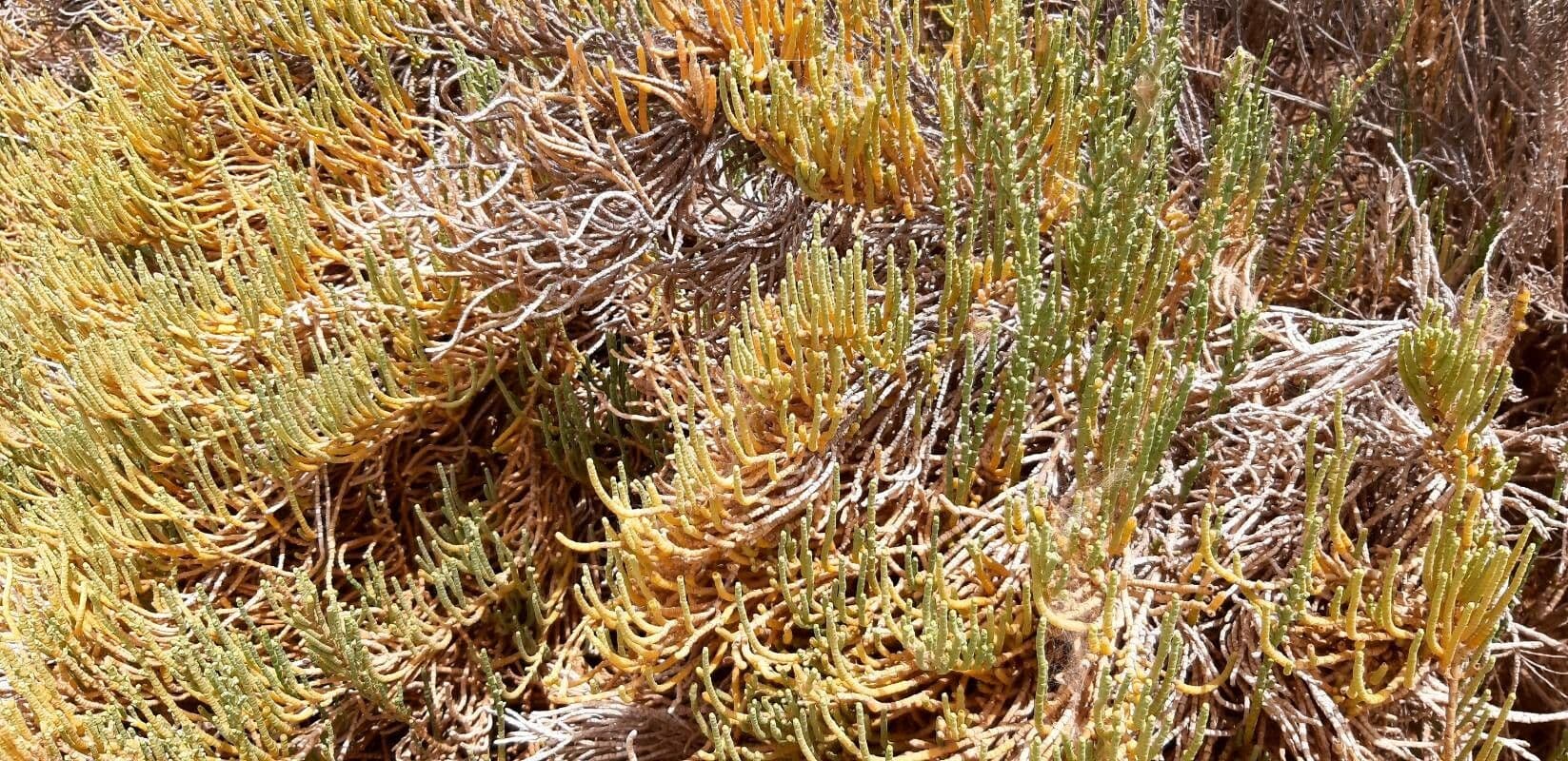 Allenrolfea occidentale
