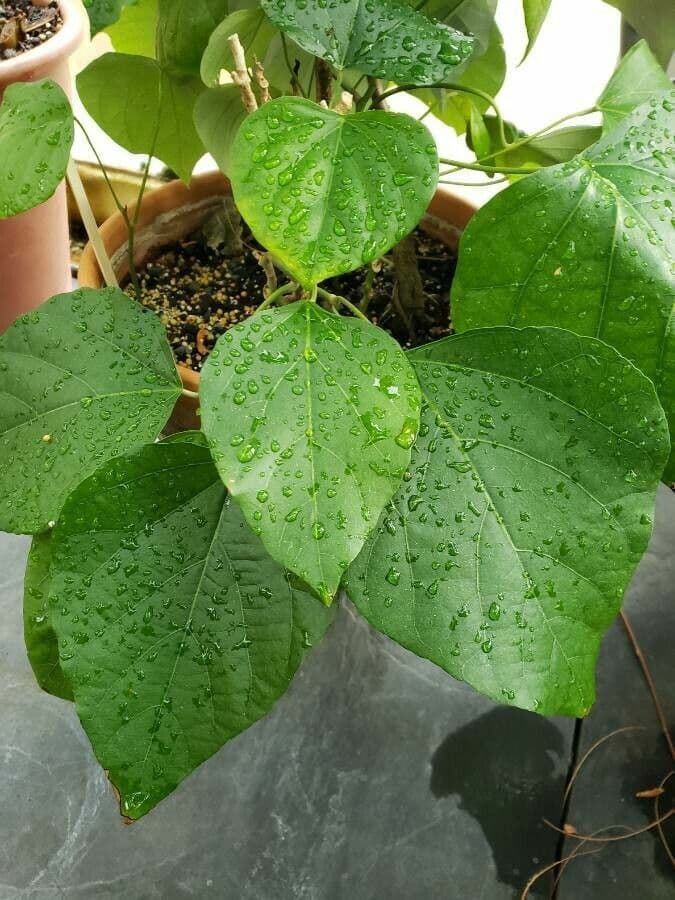 Pareira 2
