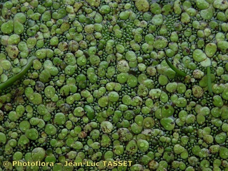 Wolffia arrhiza 17
