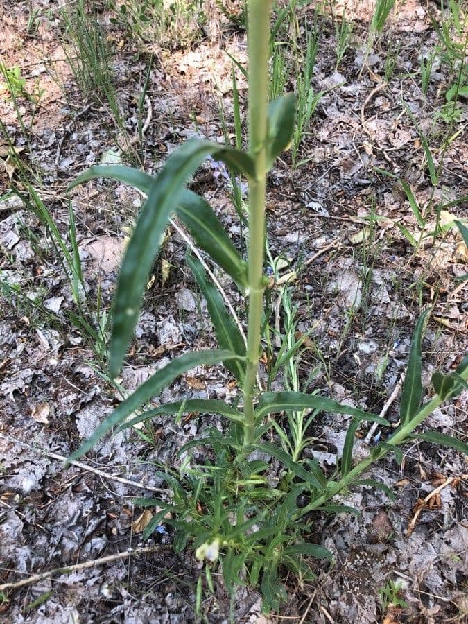 Penstemon 12