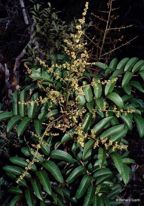 Euroschinus 12