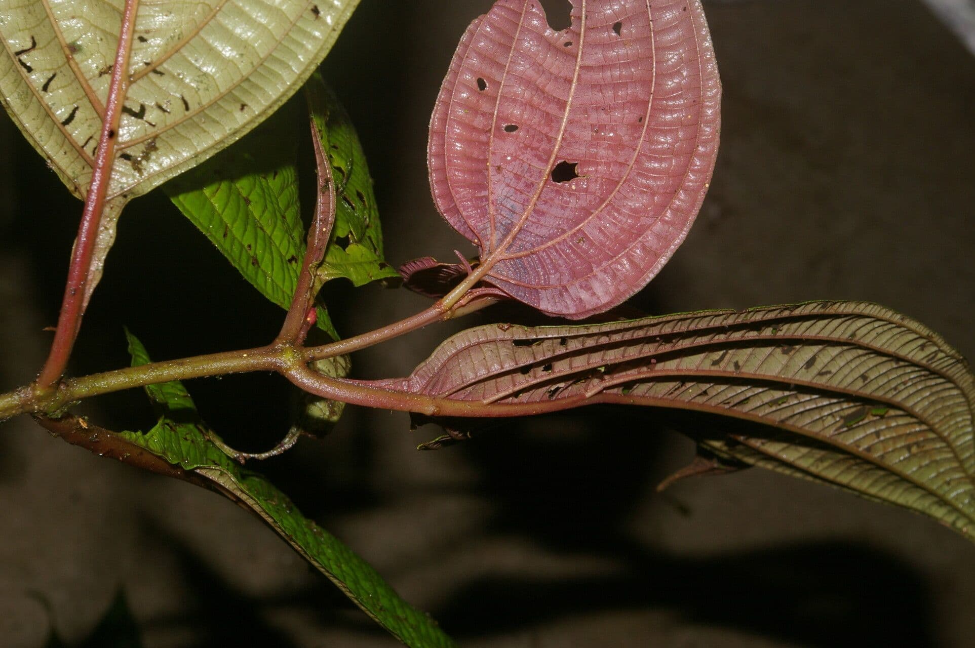 Miconia 2