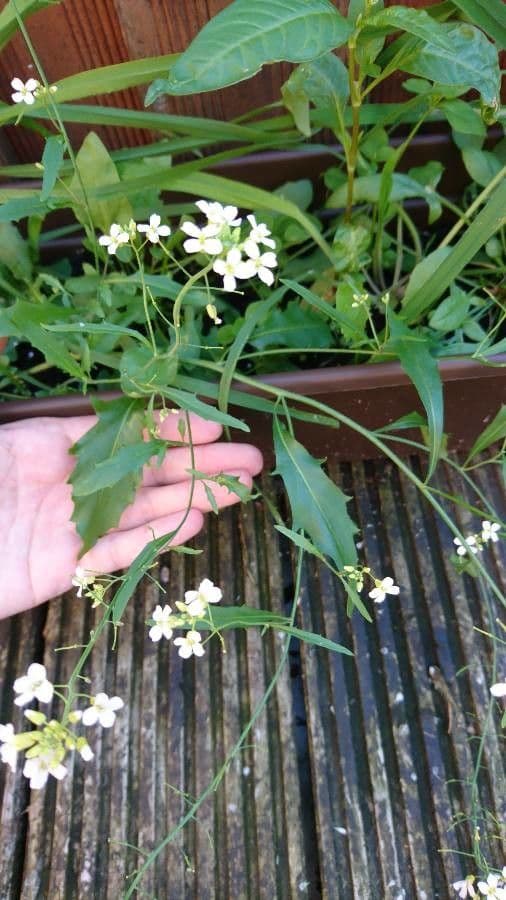 Arabidopsis cebennensis 13