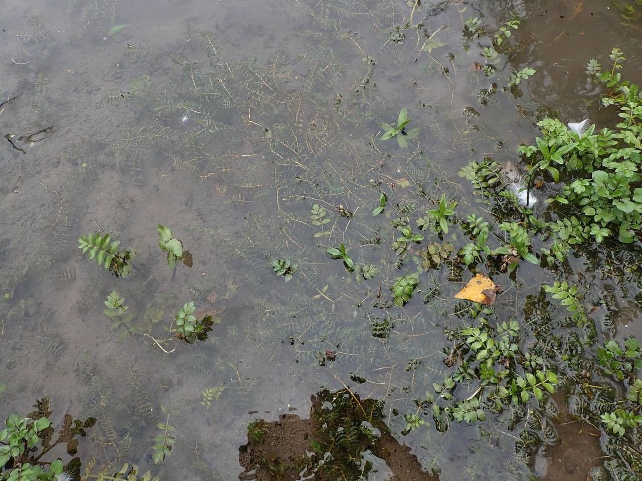 Groenlandia densa 11