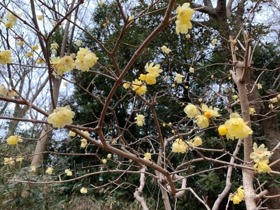 Winterblüte 25