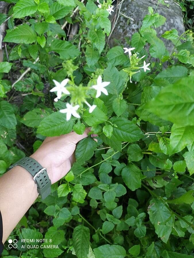 Plumbago zeylanica 8