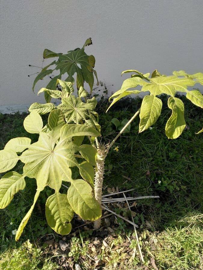 Brassaiopsis
