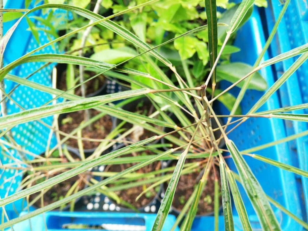 Codiaeum 15