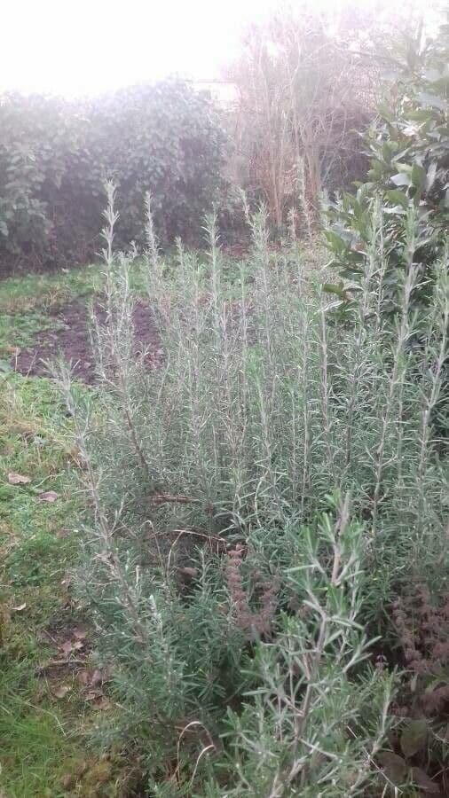 Rozmarýn lékařský 15