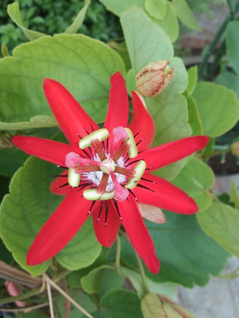 Perfumed passionflower 10