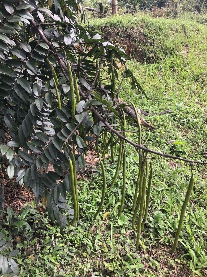 Cassia spectabilis 19