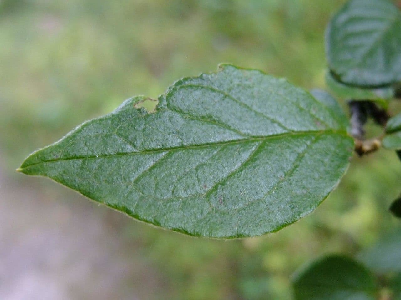 Cotoneaster 11