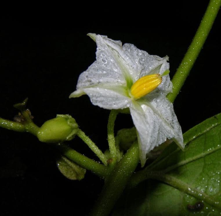Lycianthes 10