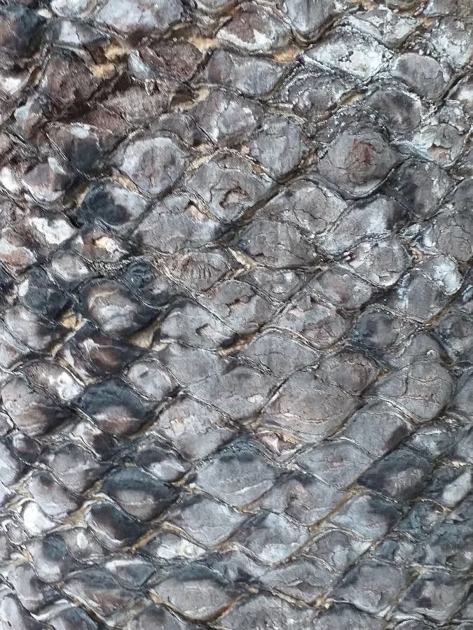 Macrozamia 15