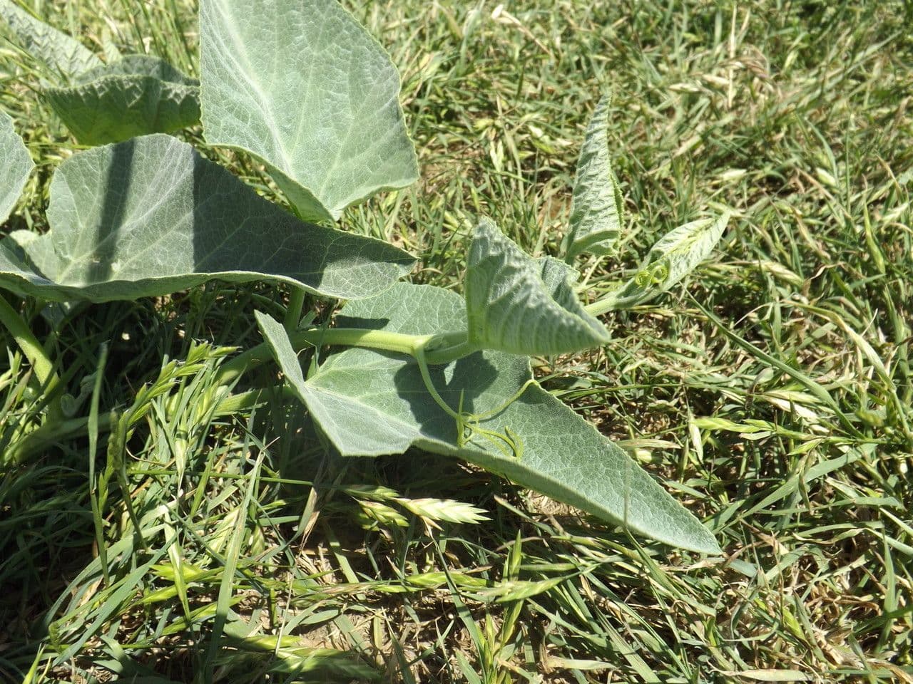 Zucca fetida 15